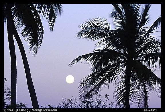 Palm trees and moon, Convoy Point. Biscayne National Park, Florida, USA.