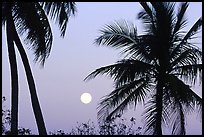 Palm trees and moon, Convoy Point. Biscayne National Park, Florida, USA. (color)