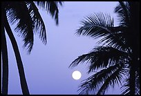 Palm trees leaves and moon, Convoy Point. Biscayne National Park, Florida, USA.