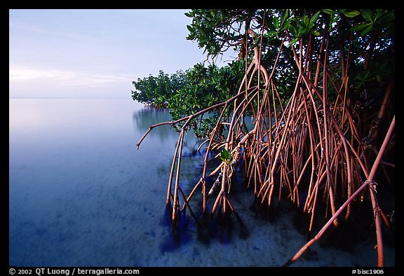 Mangal on Elliott Key, sunset. Biscayne National Park (color)