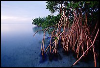 Mangal on Elliott Key, sunset. Biscayne National Park, Florida, USA. (color)