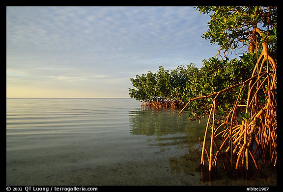 Mangrove shore of Elliott Key, sunset. Biscayne National Park, Florida, USA.