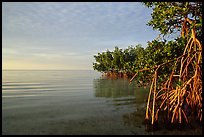 Mangrove shore of Elliott Key, sunset. Biscayne National Park, Florida, USA. (color)