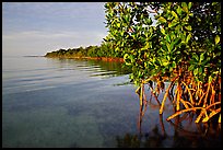 Coastal environment with mangroves,  Elliott Key, sunset. Biscayne National Park, Florida, USA.