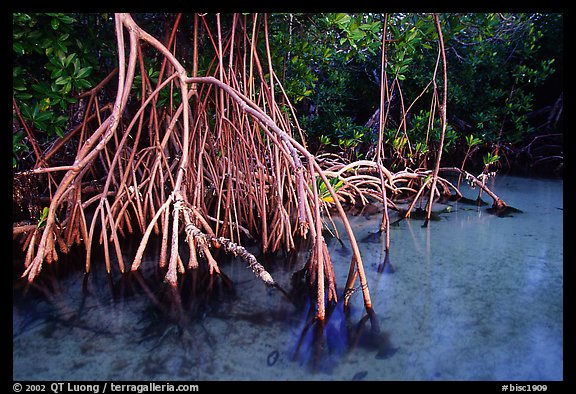 Mangrove (Rhizophora) root system,  Elliott Key. Biscayne National Park, Florida, USA.