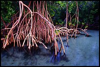 Mangrove (Rhizophora) root system,  Elliott Key. Biscayne National Park, Florida, USA.