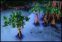 Small mangrove shrubs, Elliott Key. Biscayne National Park, Florida, USA. (color)