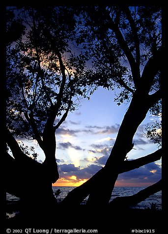 Sunrise framed by tree, Elliott Key. Biscayne National Park, Florida, USA.