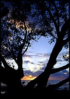 Sunrise framed by tree, Elliott Key. Biscayne National Park, Florida, USA.