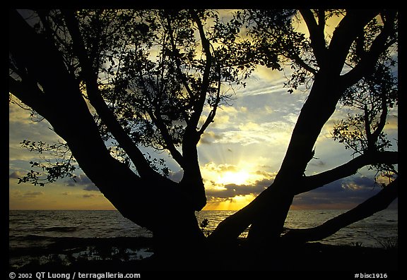 Tree and sunrise over ocean, Elliott Key. Biscayne National Park, Florida, USA.