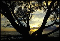 Tree and sunrise over ocean, Elliott Key. Biscayne National Park, Florida, USA.