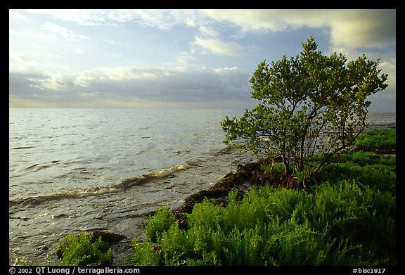 Saltwarts plants and tree on the outer coast, early morning, Elliott Key. Biscayne National Park