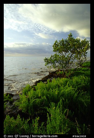 Saltwart plant community and tree on Atlantic coast, Elliott Key. Biscayne National Park (color)