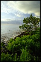 Saltwart plant community and tree on Atlantic coast, Elliott Key. Biscayne National Park, Florida, USA.