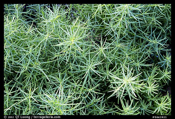 Shoreline plant detail. Biscayne National Park, Florida, USA.