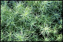 Shoreline plant detail. Biscayne National Park ( color)