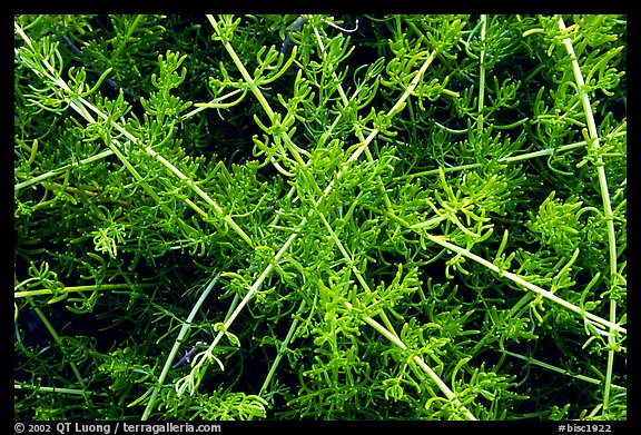 Saltwart plants close-up. Biscayne National Park (color)
