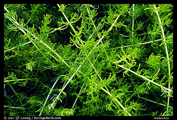 Saltwart plants close-up. Biscayne National Park, Florida, USA.