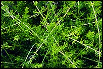 Saltwart plants close-up. Biscayne National Park, Florida, USA. (color)