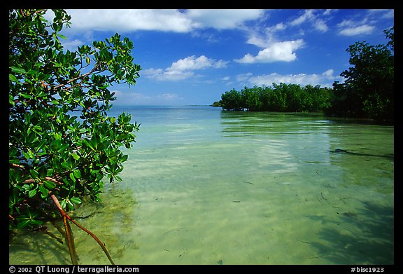 Mangrove forest on fringe of Elliott Key, mid-day. Biscayne National Park, Florida, USA.