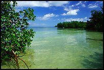 Mangrove forest on fringe of Elliott Key, mid-day. Biscayne National Park, Florida, USA.