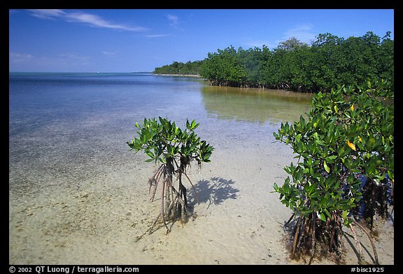 Mangrove shoreline on Elliott Key near the harbor, afternoon. Biscayne National Park