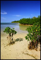 Mangrove shoreline on Elliott Key near the harbor, afternoon. Biscayne National Park, Florida, USA.