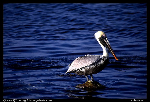 Pelican. Biscayne National Park (color)