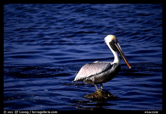 Pelican. Biscayne National Park, Florida, USA.