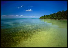 Shoreline and seagrass on Elliott Key near the harbor. Biscayne National Park, Florida, USA.