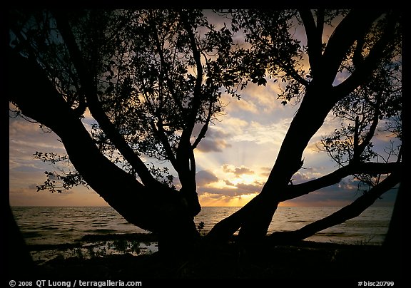 Sunrise framed by tree, Elliott Key. Biscayne National Park, Florida, USA.