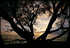 Sunrise framed by tree, Elliott Key. Biscayne National Park, Florida, USA.