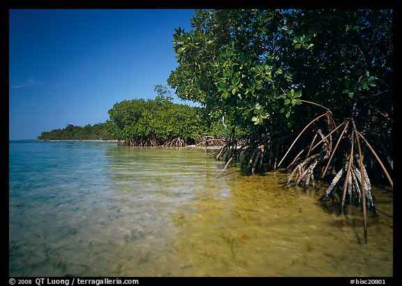 Mangrove trees in shallow water, Elliott Key, afternoon. Biscayne National Park, Florida, USA.