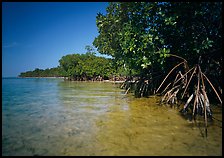 Mangrove shoreline on Elliott Key near the harbor, afternoon. Biscayne National Park ( color)