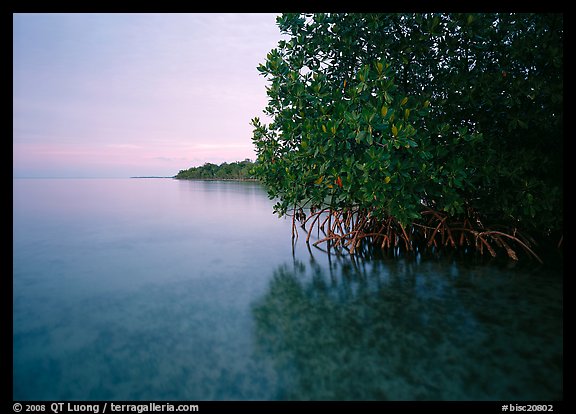 Coastal wetland community of mangroves at dusk, Elliott Key. Biscayne National Park, Florida, USA.