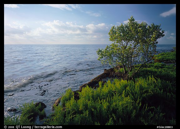 Saltwarts plants and tree on the outer coast, early morning, Elliott Key. Biscayne National Park (color)