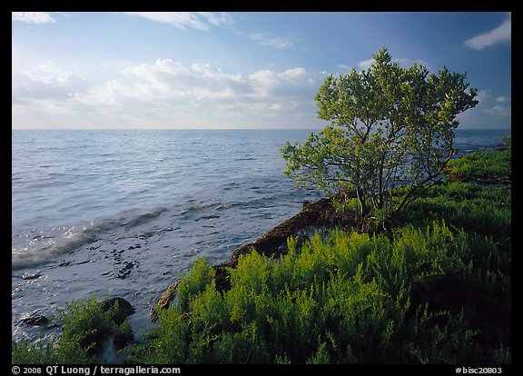 Saltwarts plants and tree on oceanside coast, early morning, Elliott Key. Biscayne National Park, Florida, USA.