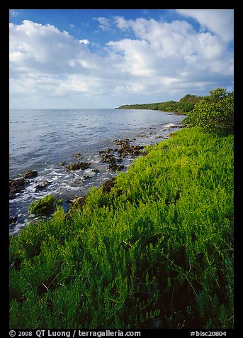 Saltwarts plants on outer coast, morning, Elliott Key. Biscayne National Park, Florida, USA.