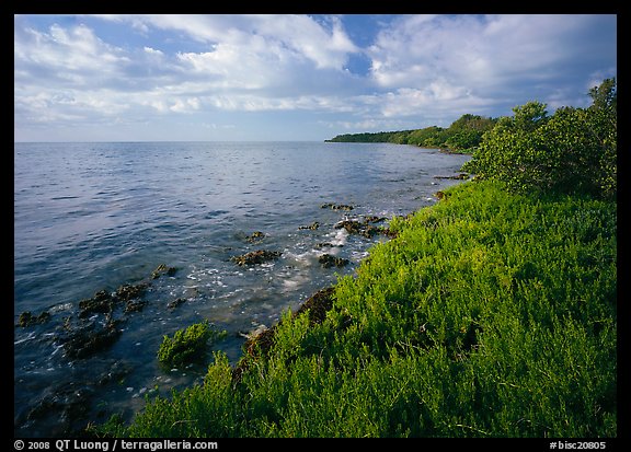 Saltwarts  on Atlantic ocean side, morning, Elliott Key. Biscayne National Park (color)