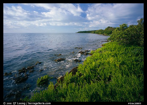 Saltwarts plants and tree on the outer coast, morning, Elliott Key. Biscayne National Park (color)