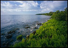 Saltwarts plants and tree on the outer coast, morning, Elliott Key. Biscayne National Park ( color)