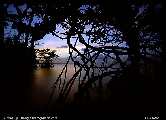 Silhouetted mangroves at dusk. Biscayne National Park, Florida, USA.