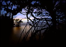 Silhouetted mangroves at dusk. Biscayne National Park, Florida, USA. (color)