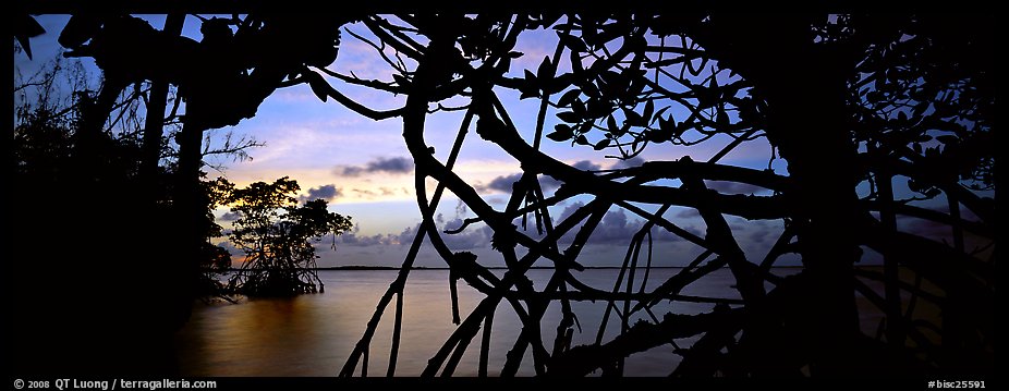 View over Florida Bay through mangrove branches at sunset. Biscayne National Park (color)