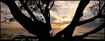 Ocean sunrise seen through branches of tree. Biscayne National Park (Panoramic color)