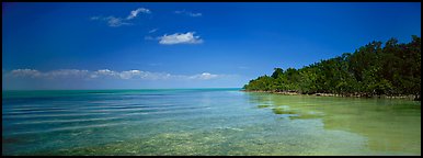 Mangrove shoreline on Florida Bay. Biscayne National Park (Panoramic color)