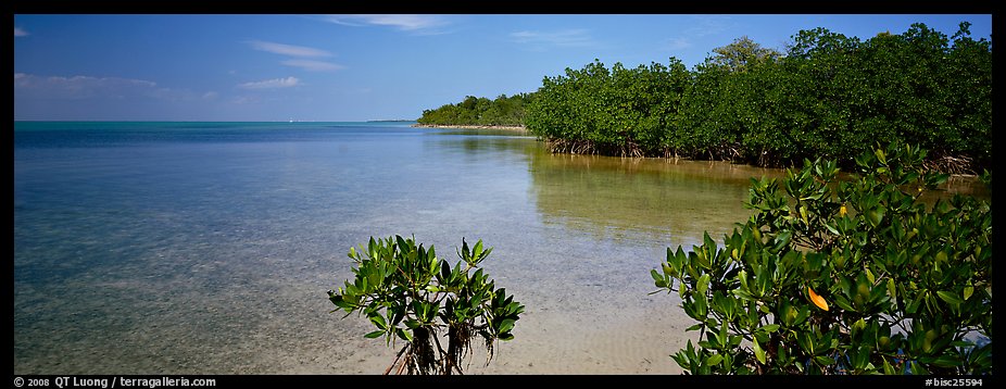 Eliott Key shoreline with mangroves. Biscayne National Park (color)