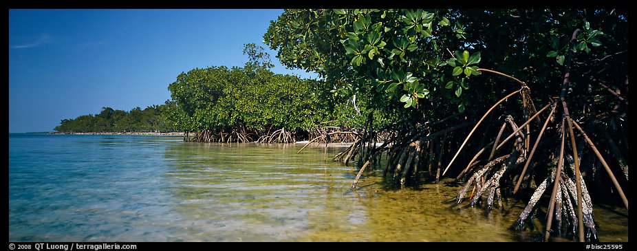 Mangrove coastline. Biscayne National Park (color)