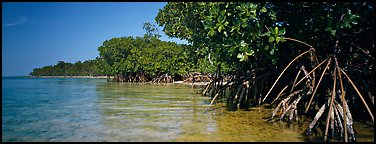 Mangrove coastline. Biscayne National Park (Panoramic color)