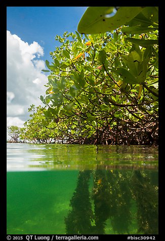 Over and underwater view of mangroves. Biscayne National Park (color)